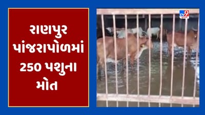 Gujarati Video : બોટાદના રાણપુરમાં પાંજરાપોળમાં કાદવમાં ફસાઈ 250 પશુના મોત, સંચાલકોની બેદરકારીને લઈ ઉઠ્યા સવાલ