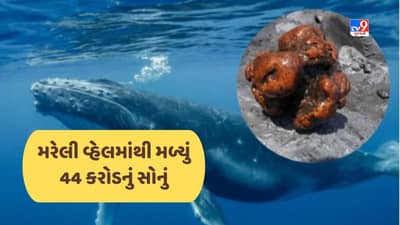 આ માછલીની મર્યા બાદ કિંમત થઈ ગઈ કરોડોમાં !, કારણ ખબર નથી તો વાંચો આ રસપ્રદ સ્ટોરી