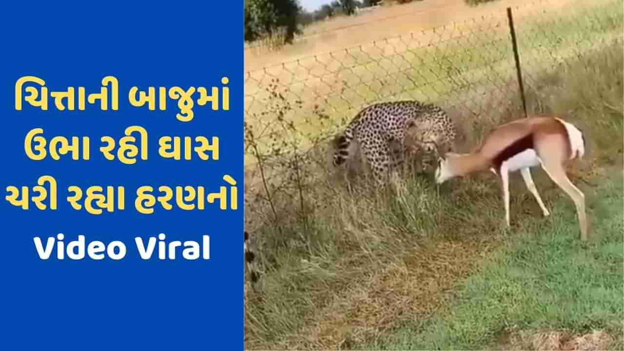 Viral Video: બાજુમાં ઉભો હતો ચિત્તો, છતાં હરણ નિર્ભયતાથી ખાતું રહ્યું ઘાસ, ભાગવાનો પ્રયાસ પણ ન કર્યો, વીડિયો જોઈને તમે દંગ રહી જશો