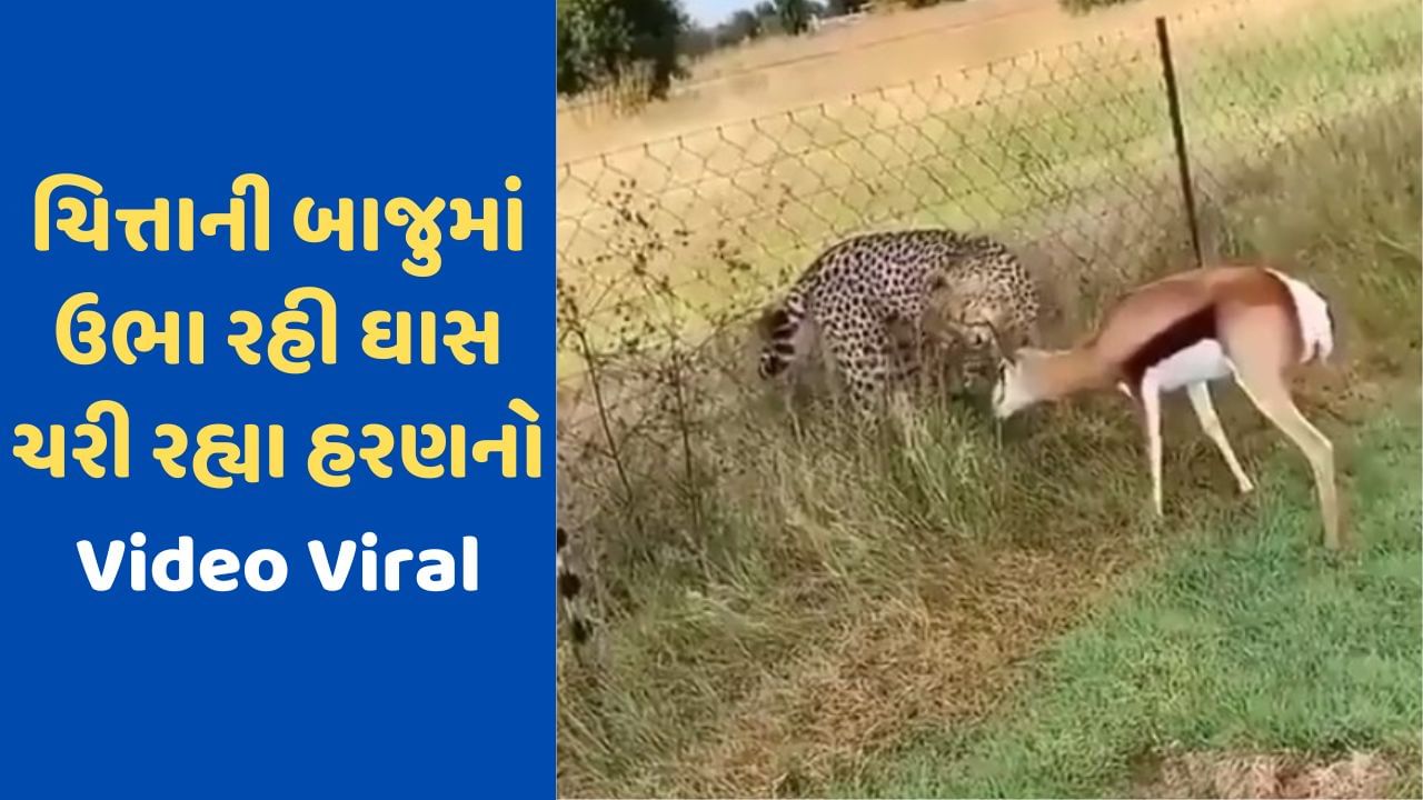 Viral Video: બાજુમાં ઉભો હતો ચિત્તો, છતાં હરણ નિર્ભયતાથી ખાતું રહ્યું ઘાસ, ભાગવાનો પ્રયાસ પણ ન કર્યો, વીડિયો જોઈને તમે દંગ રહી જશો