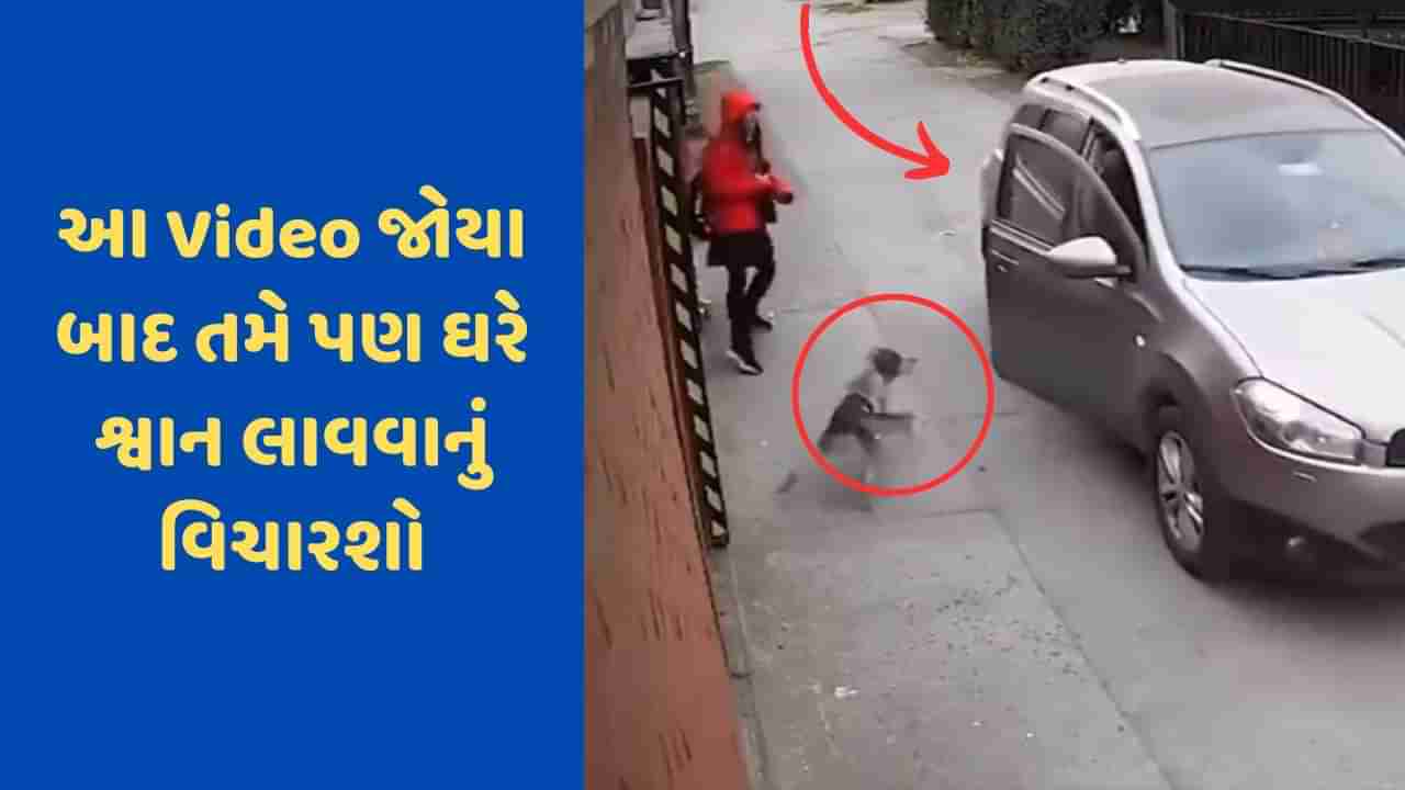 Viral Video: બાળકીનું અપહરણ કરવા આવેલા બદમાશોને શ્વાને ભણાવ્યો પાઠ, ઘટના CCTVમાં થઈ કેદ