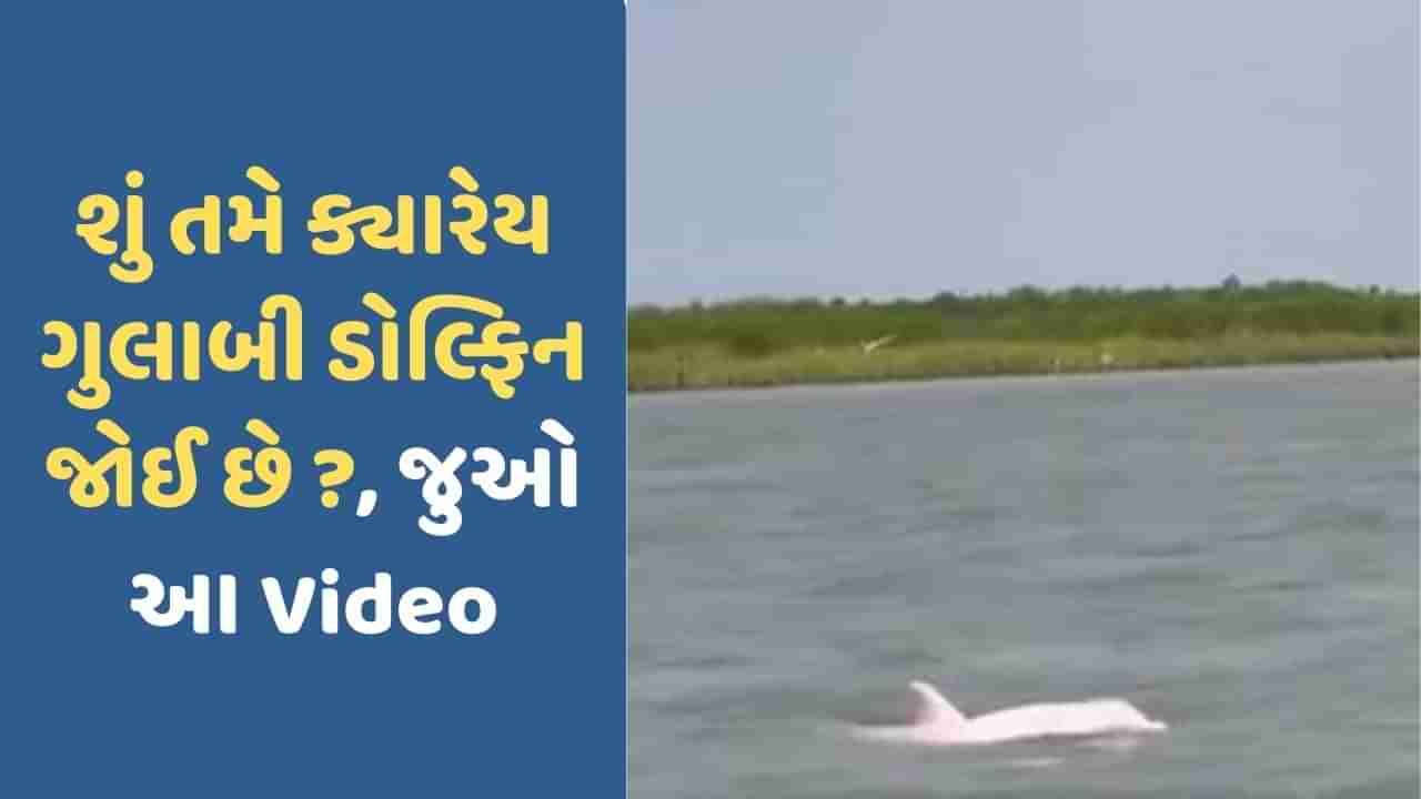 Pink Dolphin Viral Video: દરિયામાં ડૂબકી મારતી જોવા મળી ગુલાબી રંગની ડોલ્ફિન, Video જોઈને દંગ રહી જશો