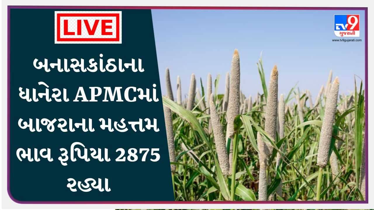 Mandi : બનાસકાંઠાના ધાનેરા APMCમાં બાજરાના મહત્તમ ભાવ રૂપિયા 2875 રહ્યા, જાણો જુદા-જુદા પાકના ભાવ