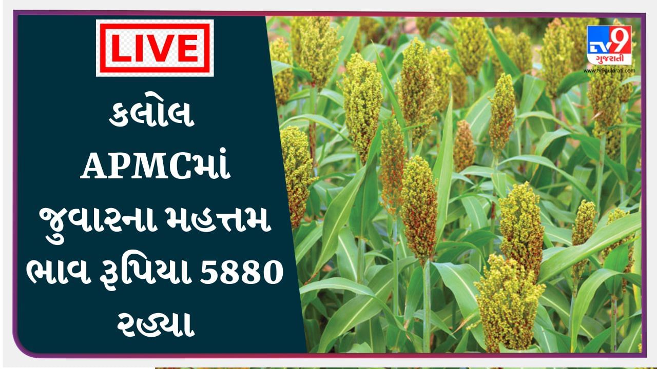 Mandi : કલોલ APMCમાં જુવારના મહત્તમ ભાવ રૂપિયા 5880 રહ્યા, જાણો જુદા-જુદા પાકના ભાવ