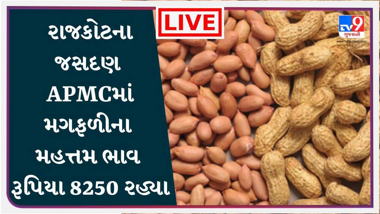Mandi : રાજકોટના જસદણ APMCમાં મગફળીના મહત્તમ ભાવ રૂપિયા 8250 રહ્યા, જાણો જુદા-જુદા પાકના ભાવ