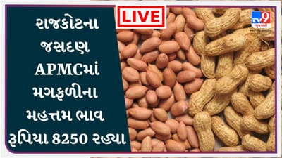 Mandi : રાજકોટના જસદણ APMCમાં મગફળીના મહત્તમ ભાવ રૂપિયા 8250 રહ્યા, જાણો જુદા-જુદા પાકના ભાવ
