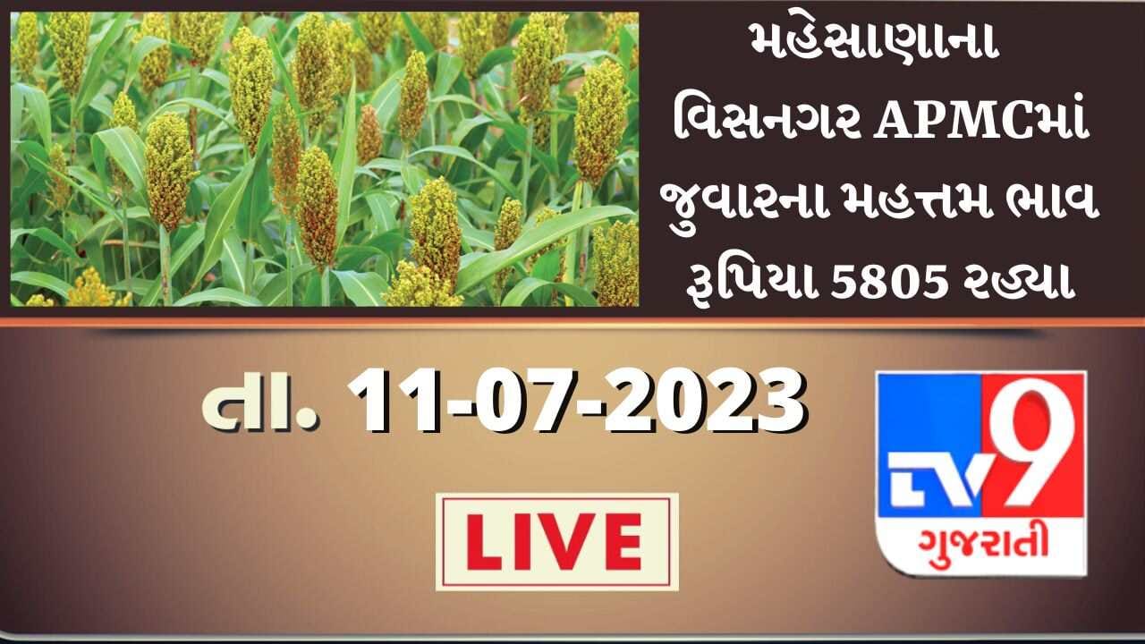 Mandi : મહેસાણાના વિસનગર APMCમાં જુવારના મહત્તમ ભાવ રૂપિયા 5805 રહ્યા, જાણો જુદા-જુદા પાકના ભાવ Mandi : મહેસાણાના વિસનગર APMCમાં જુવારના મહત્તમ ભાવ રૂપિયા 5805 રહ્યા, જાણો જુદા-જુદા પાકના ભાવ