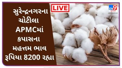 Mandi : સુરેન્દ્રનગરના ચોટીલા APMCમાં કપાસના મહત્તમ ભાવ રૂપિયા 8200 રહ્યા, જાણો જુદા-જુદા પાકના ભાવ