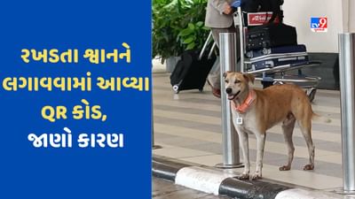 દેશના આ એરપોર્ટ પર 20 રખડતા શ્વાનને મળ્યો 'આધાર', QR કોડ ગળામાં લટકશે, જાણો કારણ