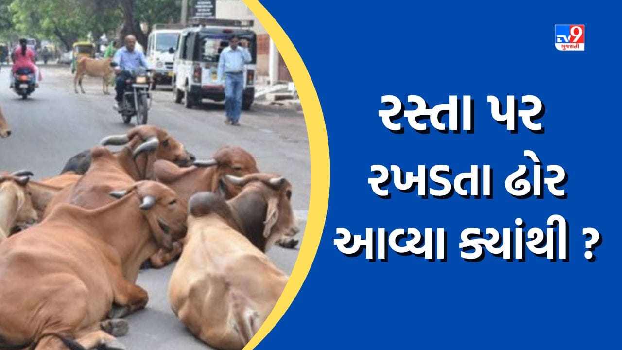 Ahmedabad: લ્યો બોલો, 17,000 થી વધુ રખડતા ઢોર પકડ્યા તો પણ રસ્તા પર ઢોર ક્યાંથી આવ્યા? જુઓ Video Ahmedabad: લ્યો બોલો, 17,000 થી વધુ રખડતા ઢોર પકડ્યા તો પણ રસ્તા પર ઢોર ક્યાંથી આવ્યા? જુઓ Video