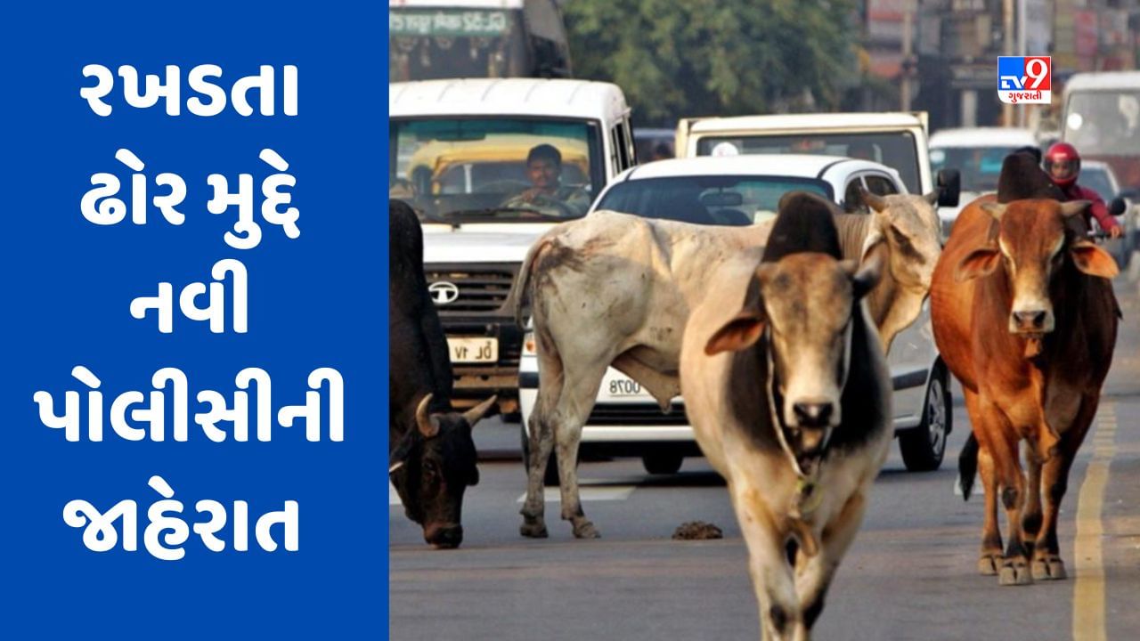 Breaking News: અમદાવાદ કોર્પોરેશને રખડતા ઢોર મુદ્દે નવી પોલીસી જાહેર કરી, ત્રણ વર્ષ માટે લાયસન્સ ફ્રી રૂપિયા 500, જુઓ Video