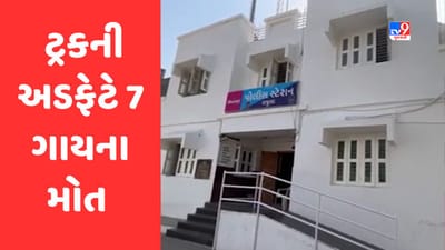 Gujarat Video : અમરેલીના ભાવનગર-સોમનાથ નેશનલ હાઇવે પર ટ્રકની અડફેટે 7 ગાયના ઘટનાસ્થળે મોત, 3થી વધુ ઘાયલ Gujarat Video : અમરેલીના ભાવનગર-સોમનાથ નેશનલ હાઇવે પર ટ્રકની અડફેટે 7 ગાયના ઘટનાસ્થળે મોત, 3થી વધુ ઘાયલ