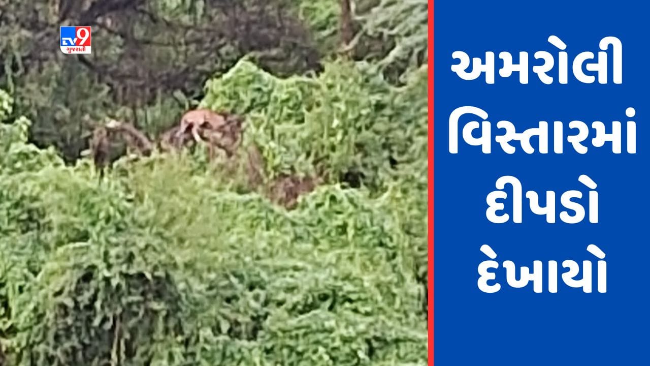 Surat : અમરોલી મનીષા ગરનાળા પાસે એક દીપડો દેખાયો, Video વાયરલ Surat : અમરોલી મનીષા ગરનાળા પાસે એક દીપડો દેખાયો, Video વાયરલ