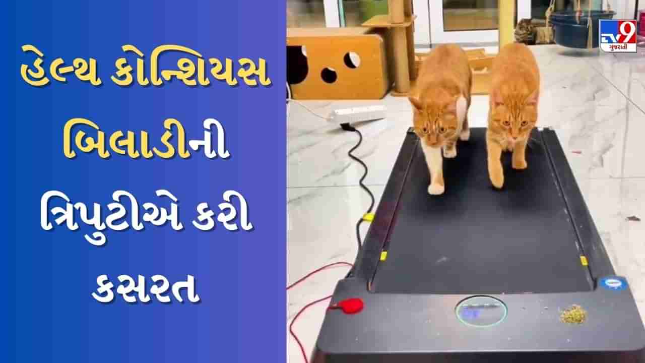 Animal Cute Video : હેલ્થ કોન્શિયસ બિલ્લી માસી, જિમમાં સહેલીઓ સાથે પરસેવો પાડતા જોવા મળી