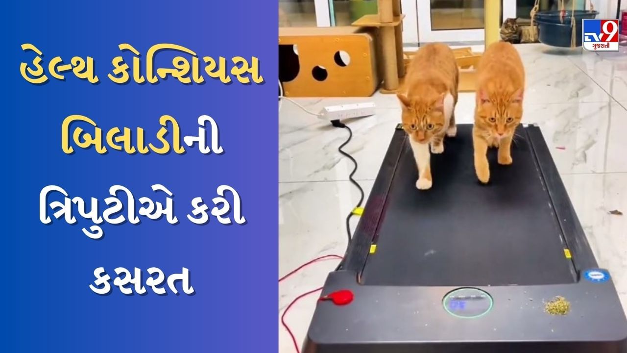 Animal Cute Video : હેલ્થ કોન્શિયસ 'બિલ્લી માસી', જિમમાં સહેલીઓ સાથે પરસેવો પાડતા જોવા મળી