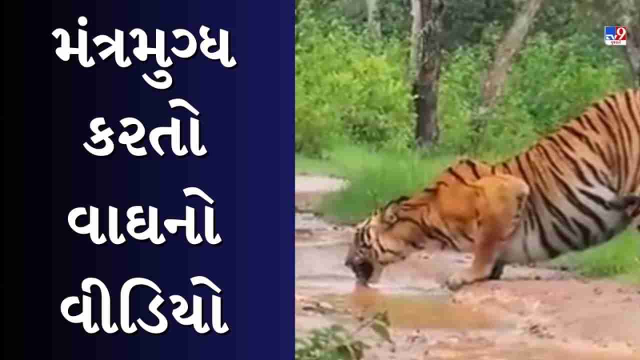 Animal Viral Video : વરસાદ વચ્ચે તરસ છીપાવતો વાઘ, દુર્લભ નજારો જોઈને લોકો થયા મંત્રમુગ્ધ