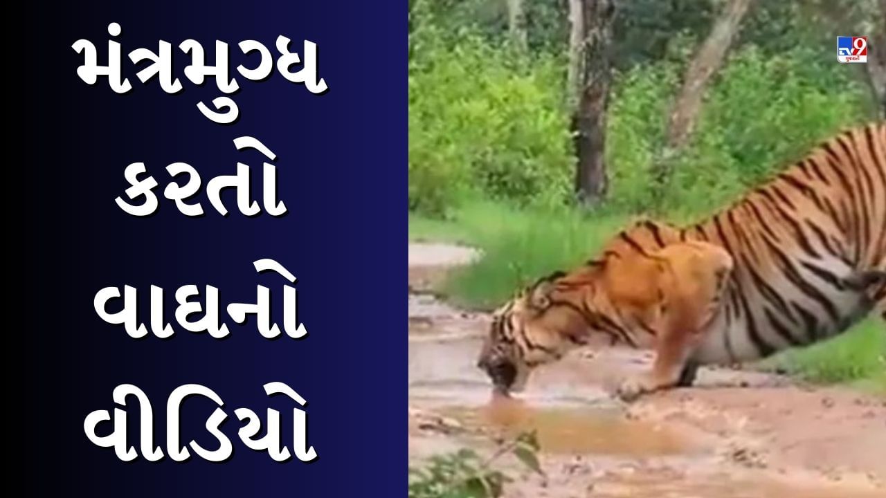 Animal Viral Video : વરસાદ વચ્ચે તરસ છીપાવતો વાઘ, દુર્લભ નજારો જોઈને લોકો થયા મંત્રમુગ્ધ