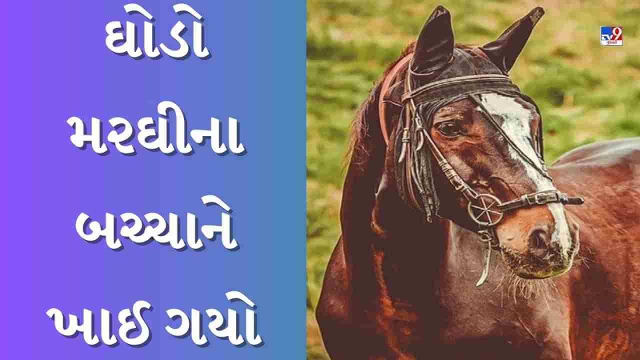 Animal Viral Video  : ઘોડો મરઘીના બચ્ચાને જીવતું ખાઈ ગયો, વીડિયો જોઈને લોકો દંગ રહી ગયા, નબળા હ્યદયવાળા લોકોએ આ વીડિયો ન જુઓ