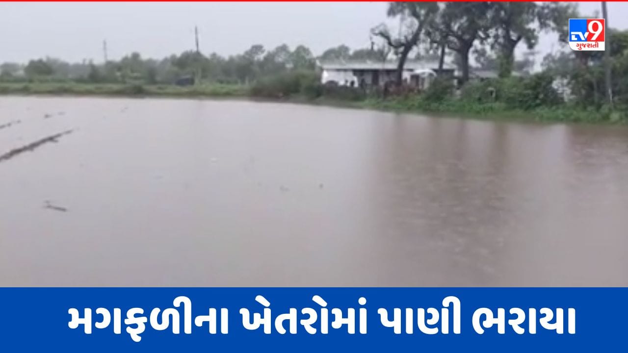 Rain In Banaskantha: અમીરગઢમાં ભારે વરસાદ, મગફળીના વાવેતરમાં પાણી ભરાતા ખેડૂતો ચિંતિત, જુઓ Video Rain In Banaskantha: અમીરગઢમાં ભારે વરસાદ, મગફળીના વાવેતરમાં પાણી ભરાતા ખેડૂતો ચિંતિત, જુઓ Video