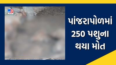 Botad: રાણપુર પાંજરાપોળમાં 250 પશુના મોત, સંચાલકોના બેદરકારીથી મોત થયાનો આક્ષેપ, જુઓ Video