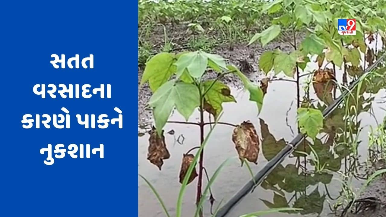 Botad : સતત વરસાદને કારણે ખેતરમાં ઉભા પાકમાં પાણી ભરાયા, ખેડૂતોને મગફળી, કપાસના પાકને નુકશાન થવાની ભીતિ, જુઓ Video