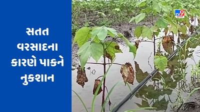 Botad : સતત વરસાદને કારણે ખેતરમાં ઉભા પાકમાં પાણી ભરાયા, ખેડૂતોને મગફળી, કપાસના પાકને નુકશાન થવાની ભીતિ, જુઓ Video