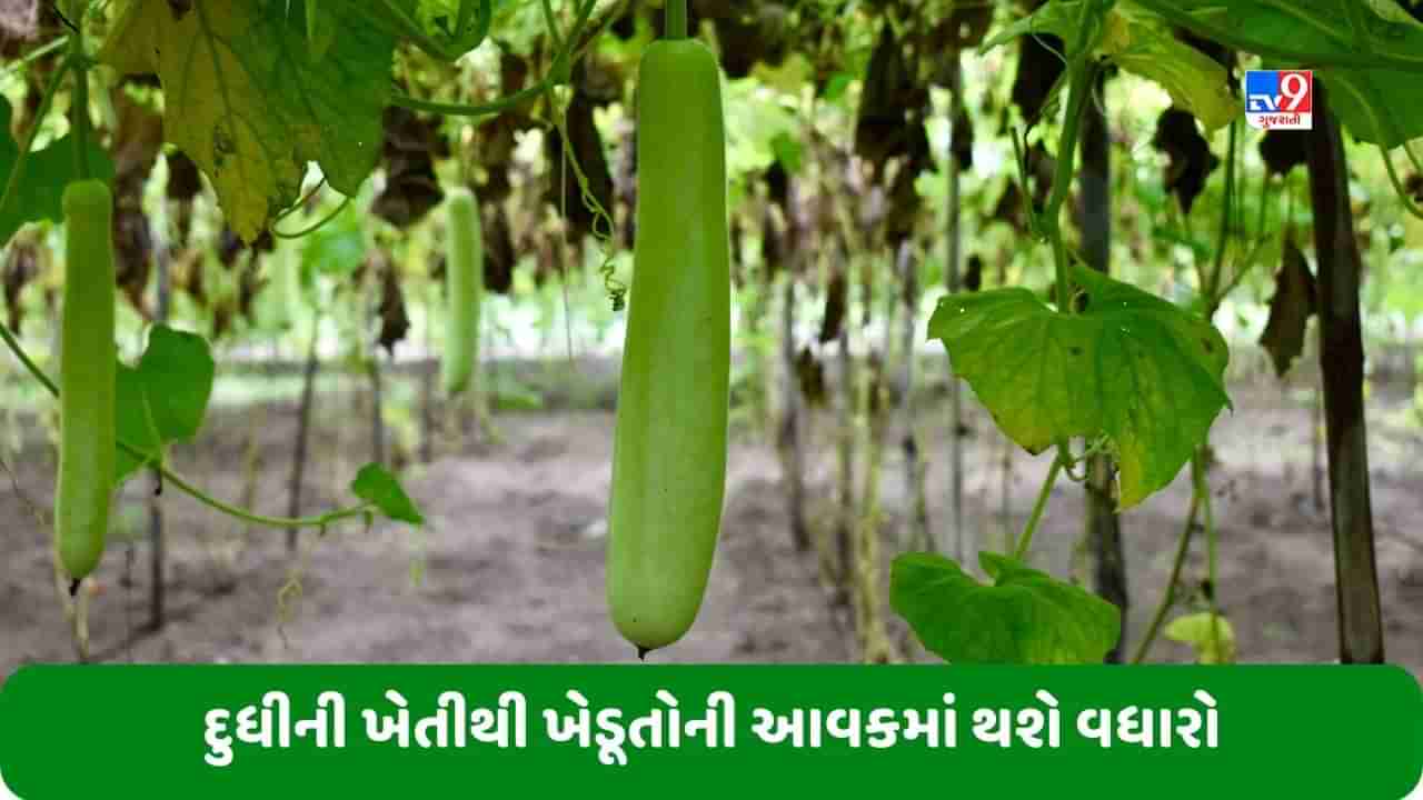 Bottle Gourd Farming: ખેડૂતો માટે દુધીની ખેતી ફાયદાકારક રહેશે, ખર્ચ કરતાં થઈ શકે છે 5 ગણો નફો