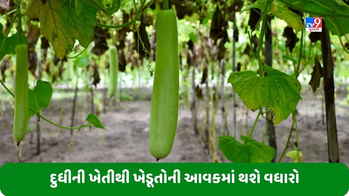 Bottle Gourd Farming: ખેડૂતો માટે દુધીની ખેતી ફાયદાકારક રહેશે, ખર્ચ કરતાં થઈ શકે છે 5 ગણો નફો