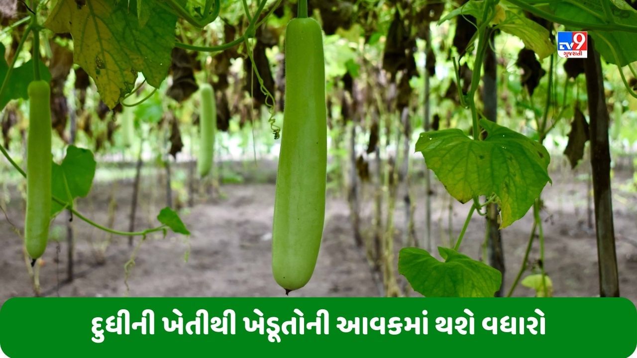 Bottle Gourd Farming: ખેડૂતો માટે દુધીની ખેતી ફાયદાકારક રહેશે, ખર્ચ કરતાં થઈ શકે છે 5 ગણો નફો