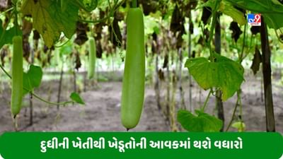 Bottle Gourd Farming: ખેડૂતો માટે દુધીની ખેતી ફાયદાકારક રહેશે, ખર્ચ કરતાં થઈ શકે છે 5 ગણો નફો