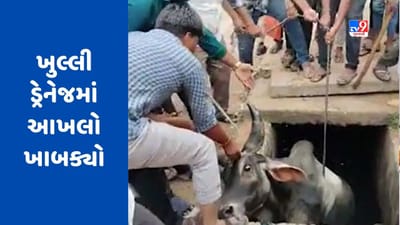 Banaskantha : ભીલડી હાઈવે પર ખુલ્લી ડ્રેનેજમાં આખલો પડતાં રેસ્ક્યૂ કરી બહાર કઢાયો, જુઓ Video Banaskantha : ભીલડી હાઈવે પર ખુલ્લી ડ્રેનેજમાં આખલો પડતાં રેસ્ક્યૂ કરી બહાર કઢાયો, જુઓ Video