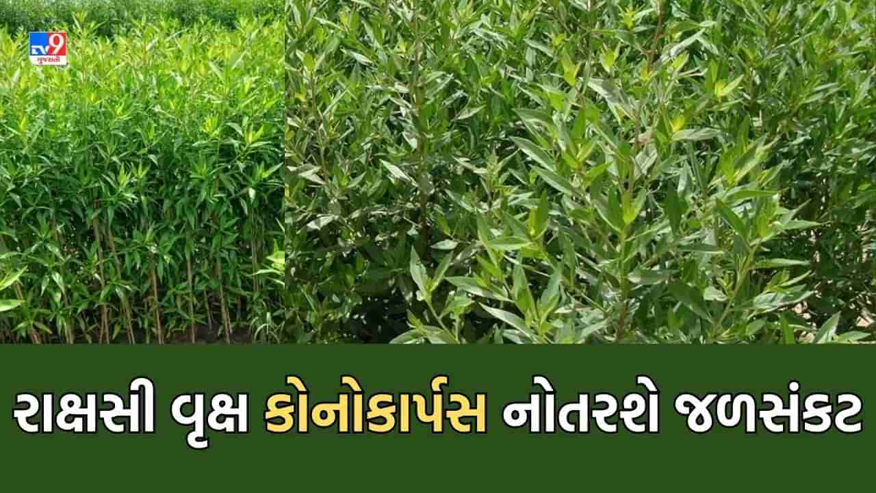 Ahmedabad: સુંદરતા અને હરિયાળી બતાવવા શહેરમાં આડેધડ ઉગાડી દેવાયેલા કોનોકાર્પસ ભવિષ્યમાં નોતરશે મોટુ જળસંકટ- વાંચો