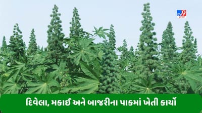 Agriculture: ખેડૂતોએ જુલાઈ માસમાં દિવેલા, મકાઈ અને બાજરીના પાકમાં કયા ખેતી કાર્યો કરવા તેની માહિતી