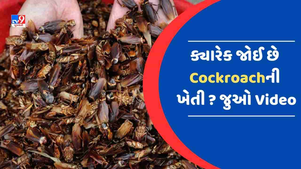 Cockroach Farming Video : આ દેશમાં થાય છે વંદાની ખેતી ! જુઓ વિચિત્ર પ્રકારની ખેતીની પ્રોસેસનો ચોંકાવનારો Video