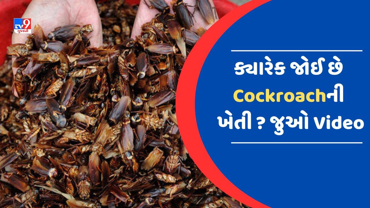 Cockroach Farming Video : આ દેશમાં થાય છે 'વંદાની ખેતી' ! જુઓ વિચિત્ર પ્રકારની ખેતીની પ્રોસેસનો ચોંકાવનારો Video