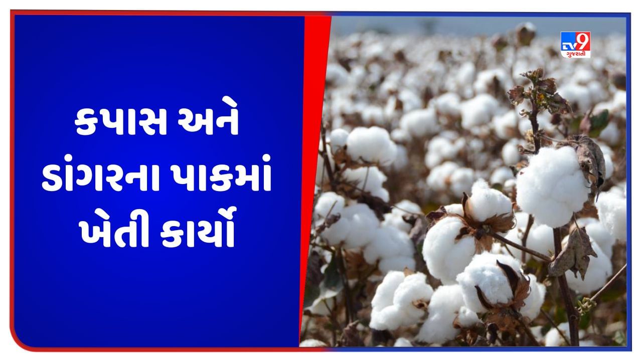 Agriculture: ખેડૂતોએ કપાસ અને ડાંગરના પાકમાં રોગ-જીવાતના નિયંત્રણની સાથે આ ખેતી કાર્યો કરવા જોઈએ