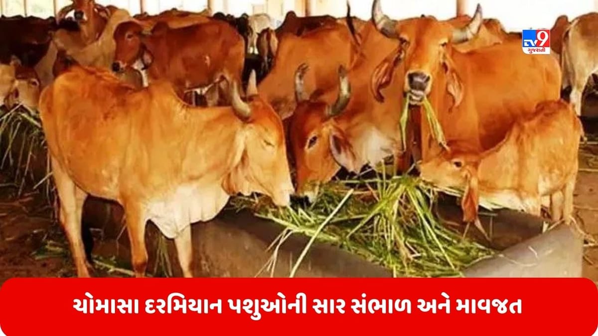 ચોમાસાની ઋતુ દરમિયાન દુધાળ પશુઓની સાર સંભાળ અને માવજત કેવી રીતે કરવી, જાણો બીમારીના લક્ષણ અને બચાવની રીત ચોમાસાની ઋતુ દરમિયાન દુધાળ પશુઓની સાર સંભાળ અને માવજત કેવી રીતે કરવી, જાણો બીમારીના લક્ષણ અને બચાવની રીત