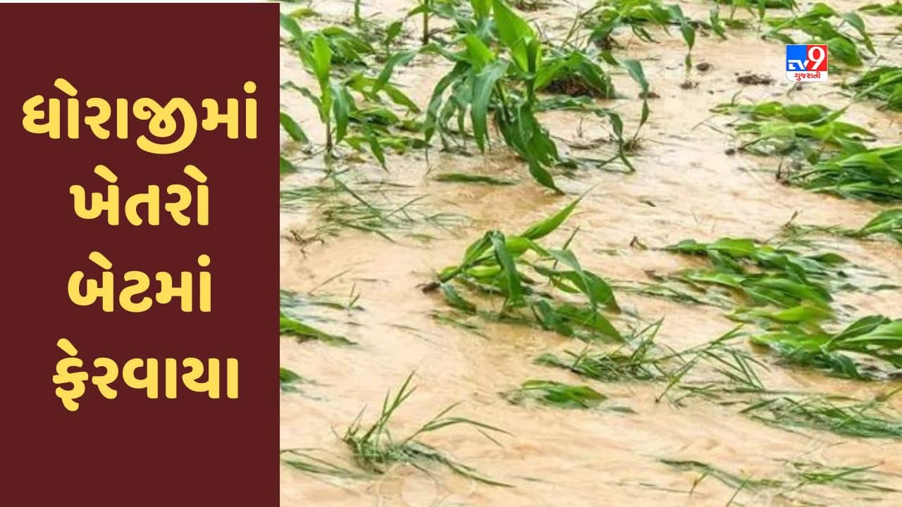 Gujarati Video : રાજકોટના ધોરાજીમાં સતત વરસાદે તારાજી સર્જી, ખેતરો બેટમાં ફેરવાયા