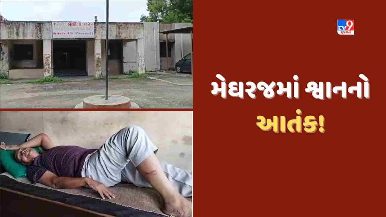 Aravalli: મેઘરજમાં શ્વાનનો આતંક, 6 રાહદારીઓને બચકા ભરતા હોસ્પિટલ ખસેડ્યા