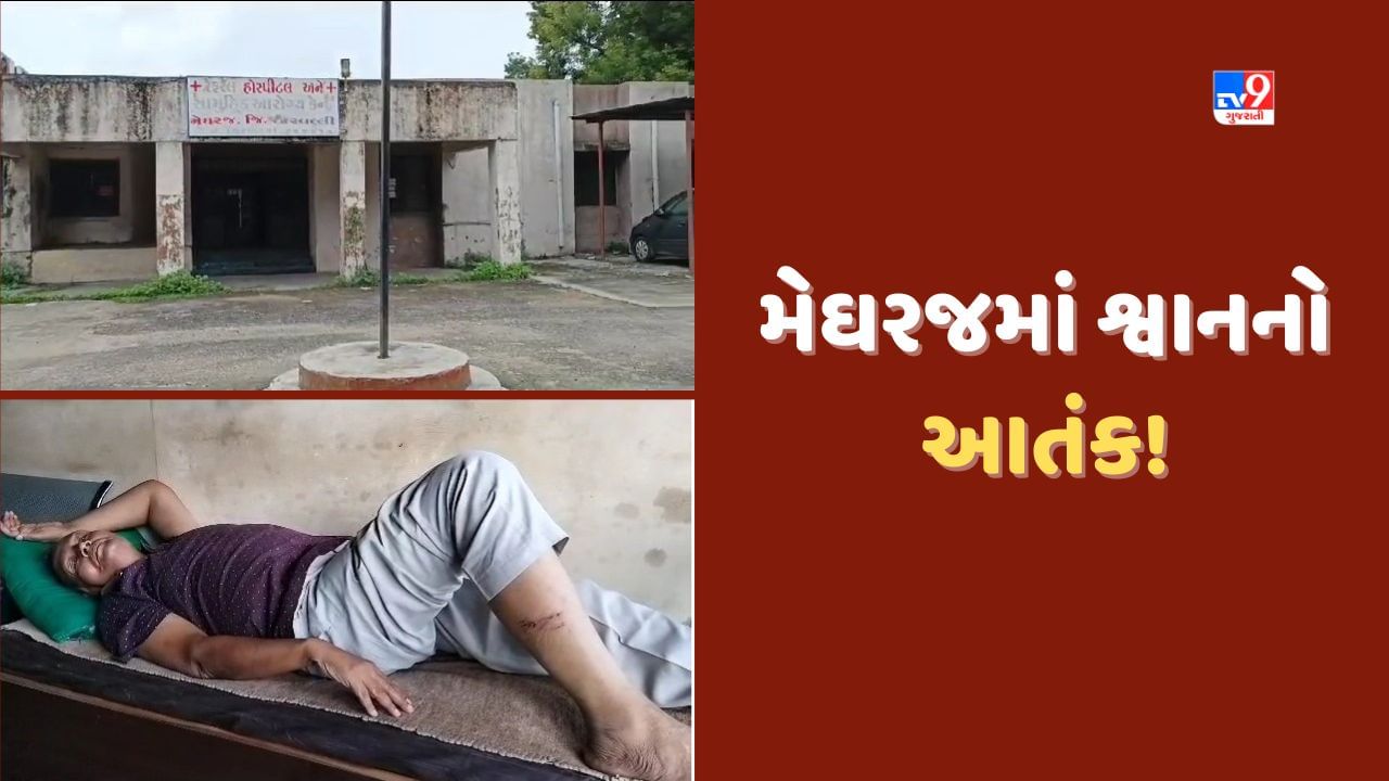 Aravalli: મેઘરજમાં શ્વાનનો આતંક, 6 રાહદારીઓને બચકા ભરતા હોસ્પિટલ ખસેડ્યા