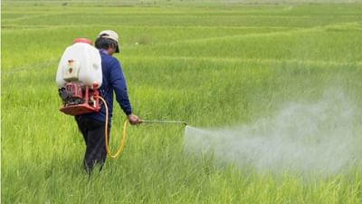 શું છે યુરિયા ગોલ્ડ, તેનો ઉપયોગ પાકની ઉપજ કેવી રીતે વધારશે ?