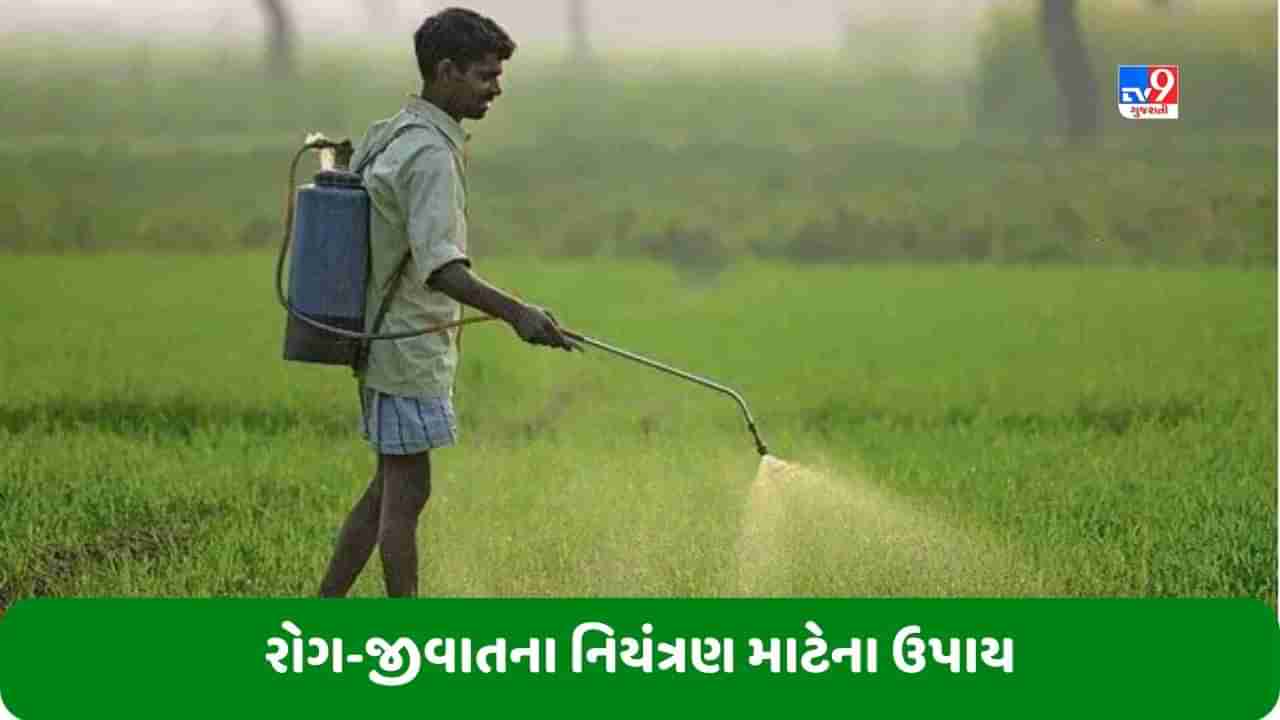 Agriculture: ખેડૂતોએ જુલાઈ માસમાં જુદા-જુદા પાકમાં રોગ-જીવાતના નિયંત્રણની સાથે આ ખેતી કાર્યો કરવા જોઈએ