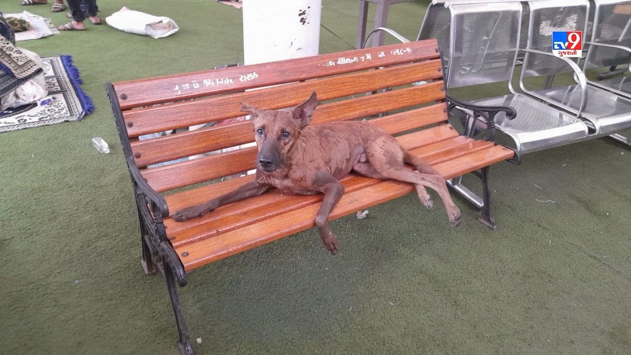 આ ઘટનામાં એક શ્વાનનું બેઝમેન્ટ માંથી રેસ્ક્યુ કરવામાં આવ્યુ છે. તો ધુમાડો દૂર કરવા ચક્રવાત અને બ્લોવર મશીન ની મદદ લેવાઈ રહી છે.  