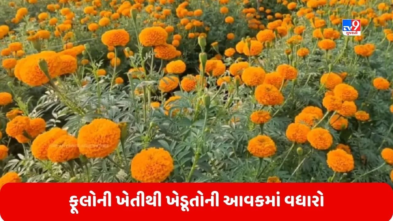 Flower Farming: ફૂલોની ખેતીથી ખેડૂતોની કિસ્મત બદલાઈ, હવે કરે છે લાખો રૂપિયામાં કમાણી