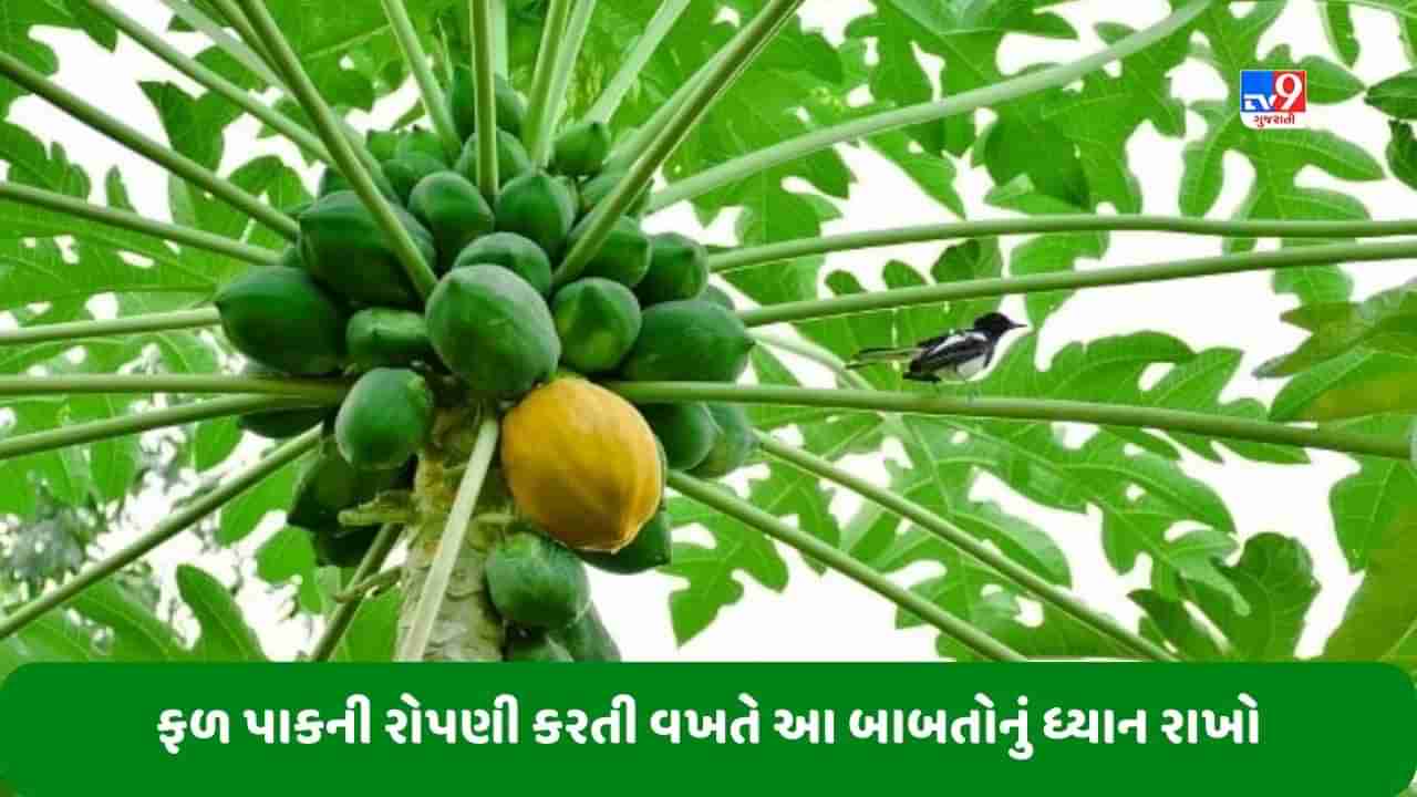 Agriculture: ખેડૂતોએ જુદા-જુદા ફળ પાકની રોપણી કરતી વખતે આ બાબતોનું ધ્યાન રાખવું જોઈએ