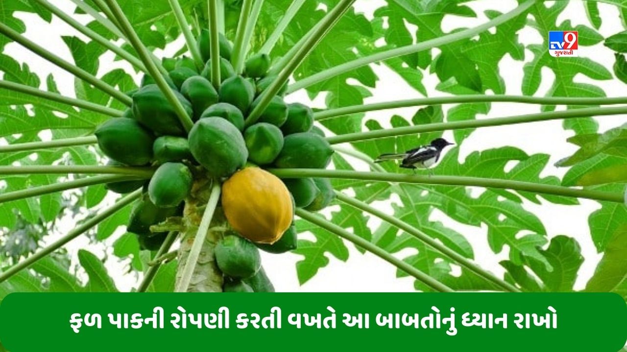 Agriculture: ખેડૂતોએ જુદા-જુદા ફળ પાકની રોપણી કરતી વખતે આ બાબતોનું ધ્યાન રાખવું જોઈએ