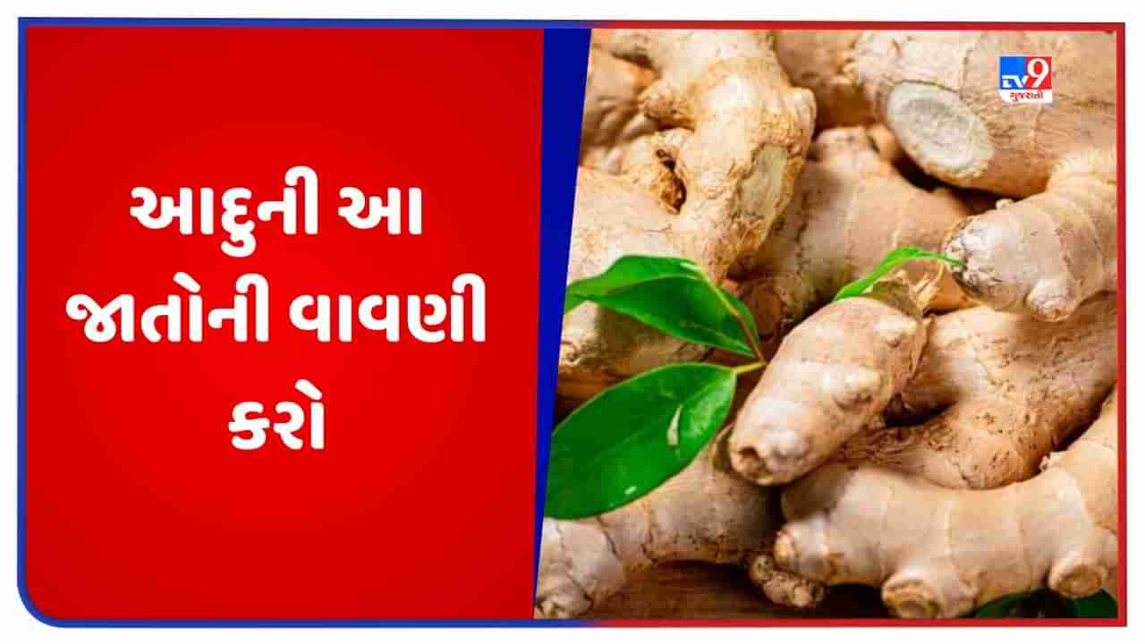 Ginger Farming: જુલાઈ-ઓગસ્ટ મહિનામાં આદુની આ જાતોની વાવણી કરો, ખેડૂતોને મળશે બમ્પર ઉત્પાદન