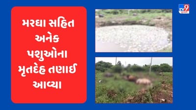 Rain Breaking : વેરાવળની હીરણ નદીના કિનારે હજારો મરઘા સહિત અનેક પશુઓના મૃતદેહ તણાઈને આવ્યા, જુઓ Videoમાં ચોંકાવનારા દ્રશ્યો