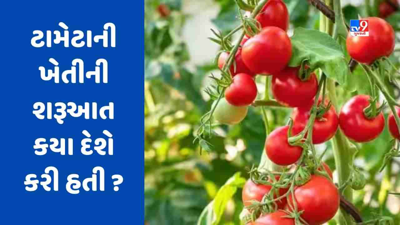 GK Quiz : ટામેટાની ખેતી સૌપ્રથમ કયા દેશમાં શરૂ થઈ હતી? જાણો ભારતમાં ટામેટા કેવી રીતે આવ્યા