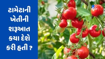 GK Quiz : ટામેટાની ખેતી સૌપ્રથમ કયા દેશમાં શરૂ થઈ હતી? જાણો ભારતમાં ટામેટા કેવી રીતે આવ્યા